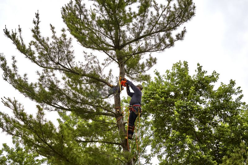 Professional Tree and Plant Removal Teams